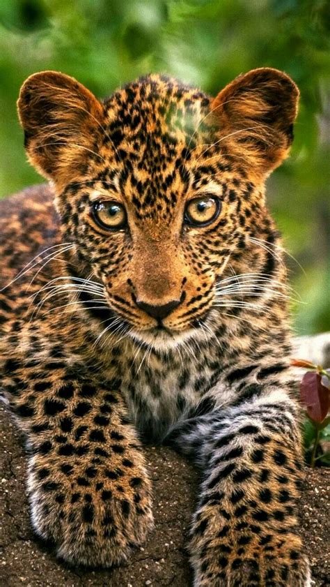 So Majestic Cute Wild Animals Animals Beautiful