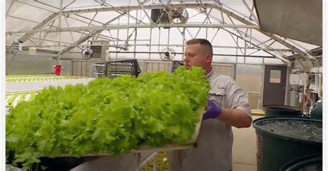 Aquaponic Lettuce Harvesting