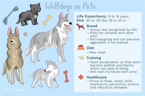 Should You Keep A Wolf Dog As A Pet
