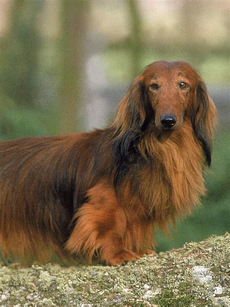 Impressive Long Haired Blue Merle Dachshund Sweet Dachshunds