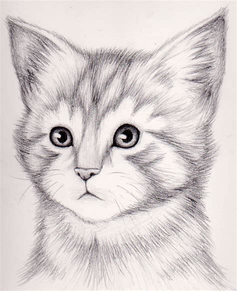 Best Sketch Realistic How To Draw A Cat With Pencil Sketch Drawing Art