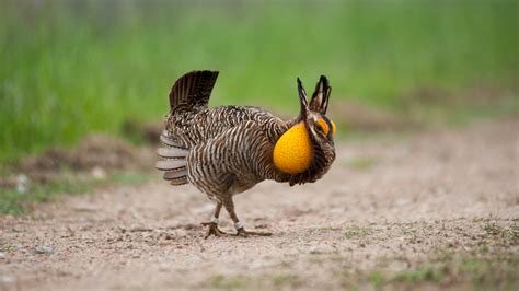 The Fight To Save A Prairie Chicken The New York Times