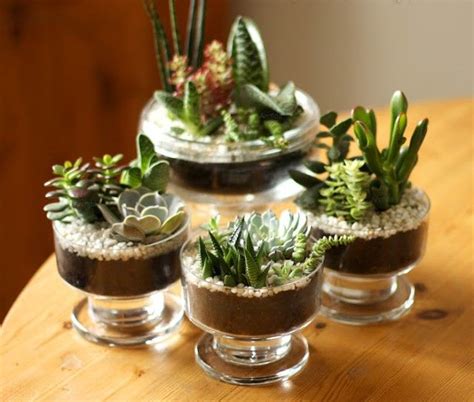 How To Make Mini Succulent And Cacti Gardens In 15 Min Top Dreamer