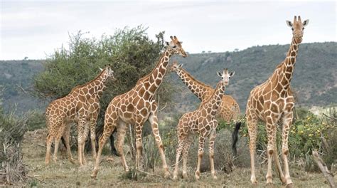 Genes And Giraffes What Do Those Spots Tell Us Genetic Literacy Project