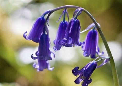 Maude Frome On Twitter Blue Bell Flowers Bluebells Types Of Flowers