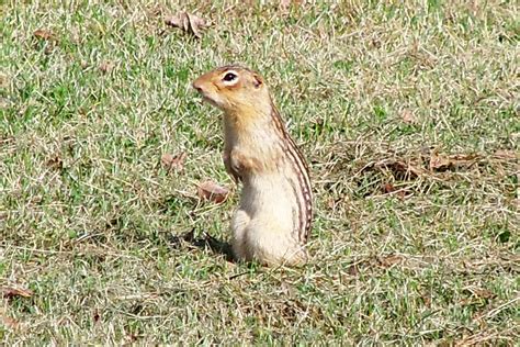 Lets Go Gopheringimages Of A 13 Lined Ground Squirrel