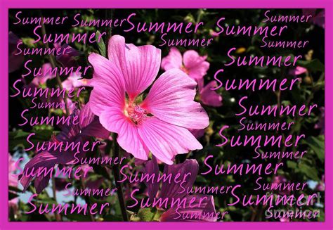 Summer Greetings Photograph By Joan Violet Stretch Fine Art America