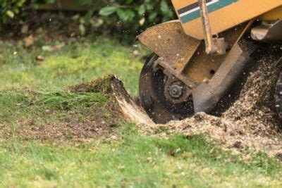 Overall width of the tree, just like height, also plays a large role in removal price. Stump Removal Cost: How Much Does Stump Grinding Cost ...