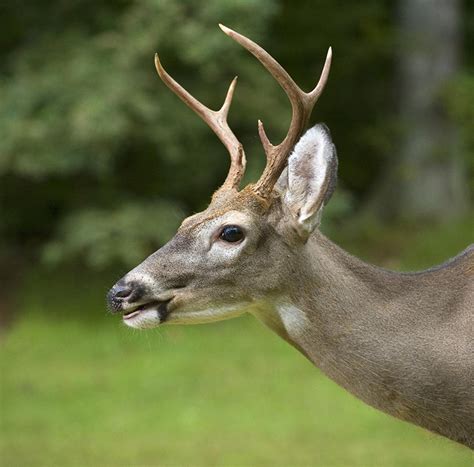How To Age Whitetail Deer On The Hoof Pictures