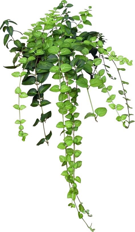 ivy png - Traffic Ivy Plant Image - Aesthetic Plants Png | #448964 - Vippng png image
