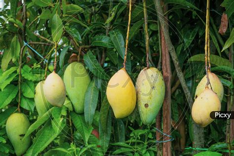 Image Of Mango Hangs In The Garden Raw And Ripe Mango This Is A