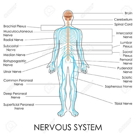 They receive data and feedback from the sensory organs and from. What two systems regulate and coordinate body functions ...