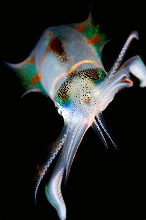 Squid Deep Sea Creatures Beautiful Sea Creatures Underwater Creatures