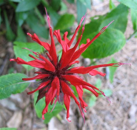 House plants, trees, flower plants, garden flowers and indoor plants are great for upgrading or accentuating your decor. Using Georgia Native Plants: Native Summer Perennials in ...