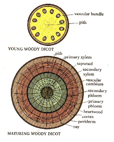 Woody Stem Structure