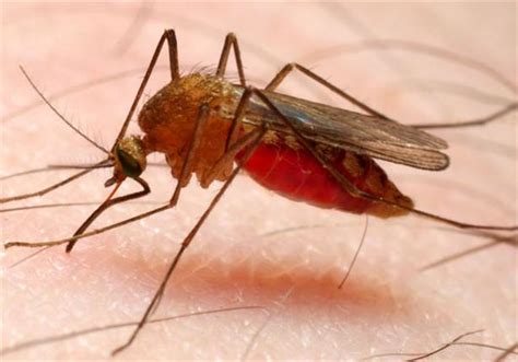 هذه الحقائق تجعل مرض الملاريا مرضًا خطيرًا بالنسبة للسياح الذين لم يتعرضوا أبدا للفيروس. مرض الملاريا.. تسلسل زمني تاريخي...مصراوى