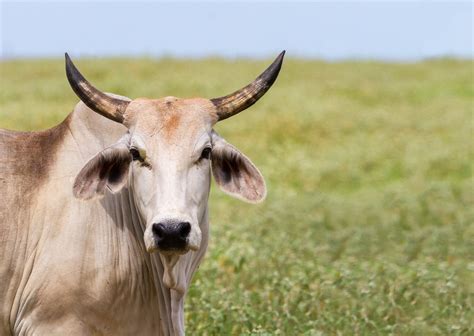 The Brahman Or Brahma Cattle High Quality Animal Stock Photos