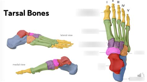04b Tarsal Bones Diagram Quizlet