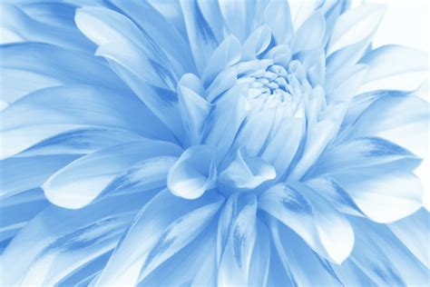 Soft Blue Flower Print A Wallpaper