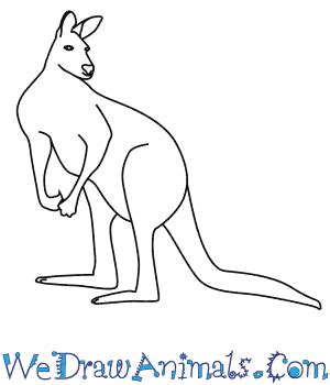 Add two little ears to the top of the head. How to Draw a Red Kangaroo