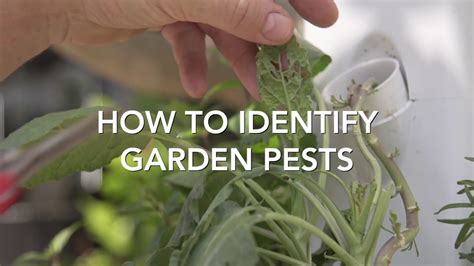 How To Identify Garden Pests Youtube