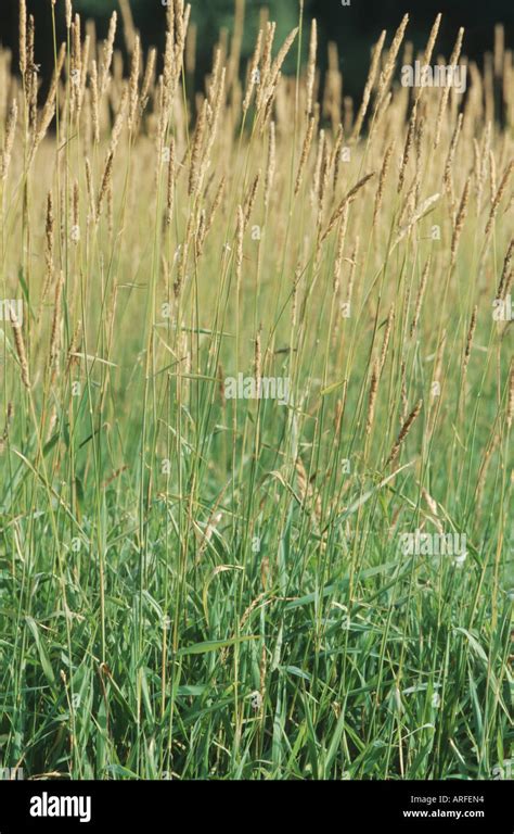 Reed Canary Grass Phalaris Arundinacea Fruiting Stock Photo Alamy