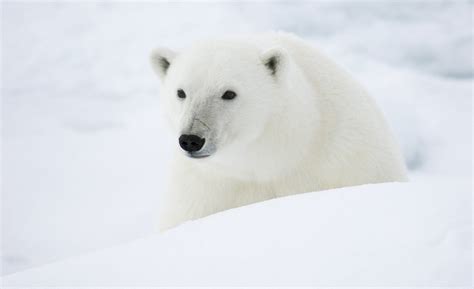 Polar Bear Population And Management Fur Institute Of