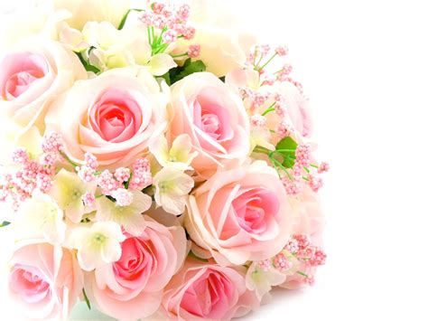 830482 4k Roses Bouquets Pink Color White Background Rare