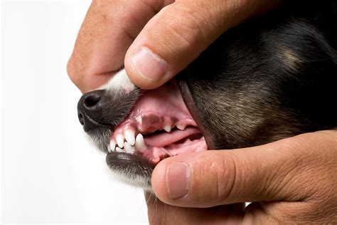 How Is Papilloma In Dogs Treated
