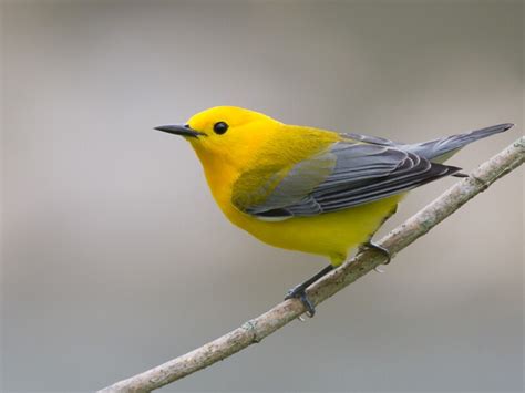The Birds Of North Carolina Daily Birder