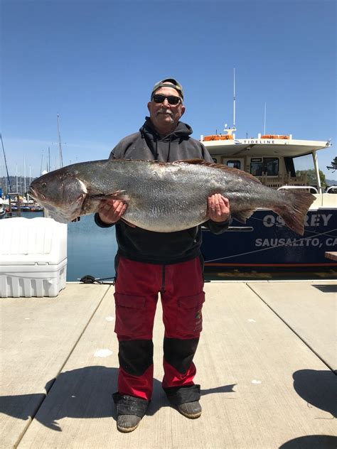 78 2 Lb White Seabass Tops San Francisco Bay Catches