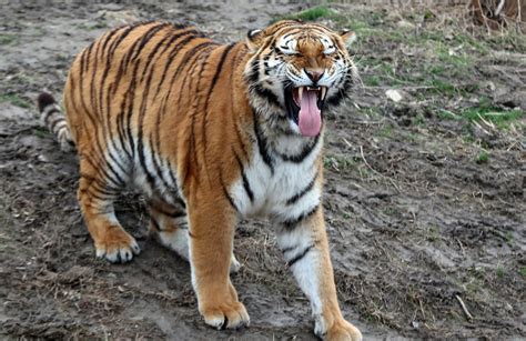 Tigers In Zoos In Spotlight As Year Of Tiger Approaches Cn