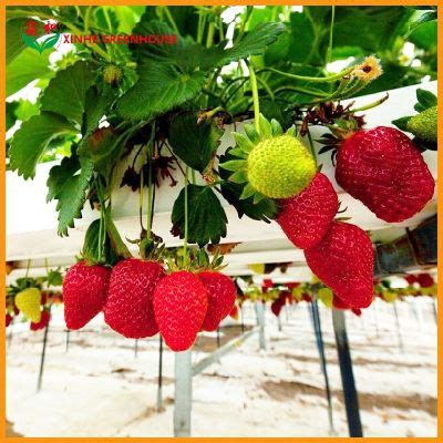 Xinhe Customized Nude PVC Planting Nft Growing Systems Hydroponic