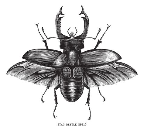 Insect Stag Beetle Bug Illustration Engraving Style On Behance