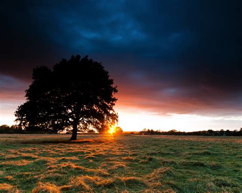 Sunset Behind The Tree 1280 X 1024 Wallpaper