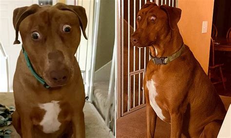 Rescue Dog Looks Permanently Surprised Due To Rare Birth Defect Daily
