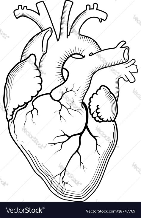 Heart The Internal Human Organ Anatomical Vector Image