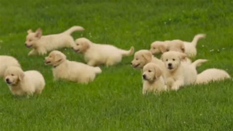 What Does 21 Golden Retriever Puppies Frolicking Outside