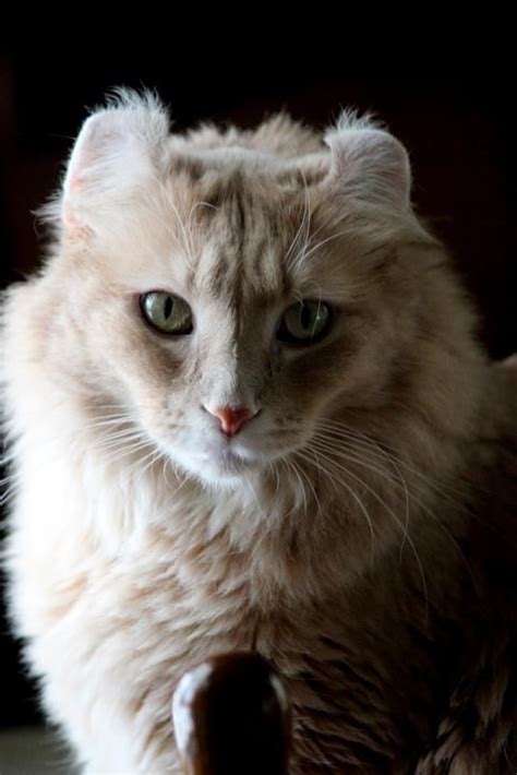 Curled Ear Cat