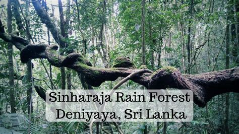 Sinharaja Rain Forest Unesco World Heritage Site Deniyaya Sri