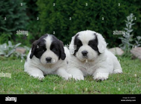 Two Little Landseernewfoundland Type Puppy Portrait In Garden Stock