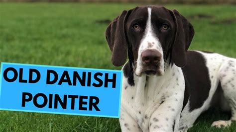 Old Danish Pointer Dog Breed Facts And Information Youtube