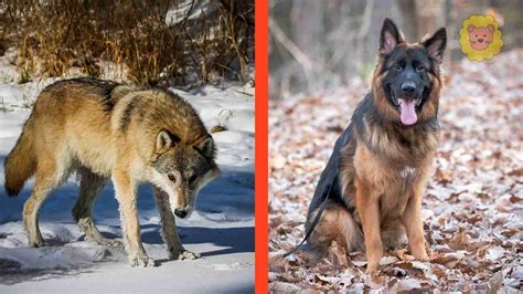 Unterschied Wolf Und Hund Tabelle Vergleich Tierewissen