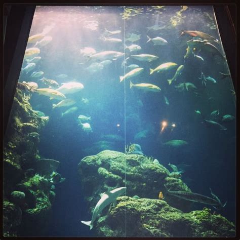 South Carolina Aquarium Charleston Top Tips Before You Go With