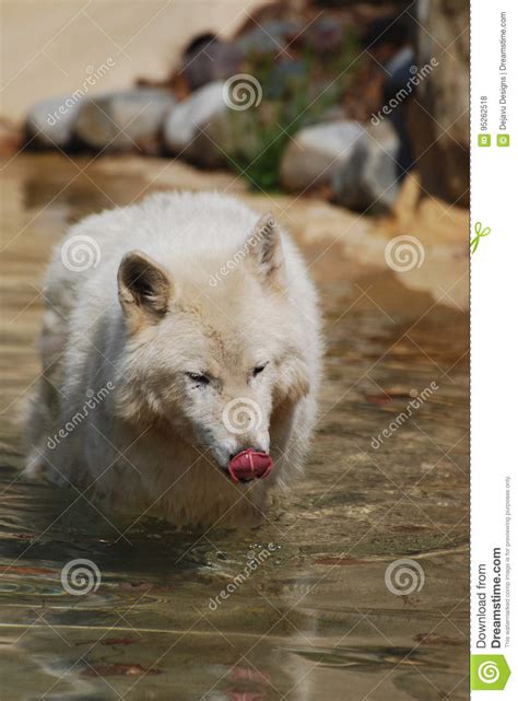 Captivating White Wolf Drinking Water In The Summertime Stock Photo