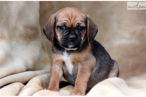 Full Grown Puggle White › Dog Pictures Puggle Puppies Puggle Puppies