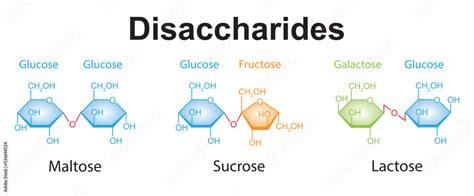 Vecteur Stock Chemical Illustration Of Disaccharides Maltose Sucrose