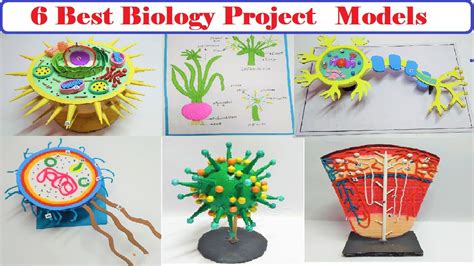 6 Best Biology Project Models Diy Howtofunda Still Model Science Project Ideas Youtube
