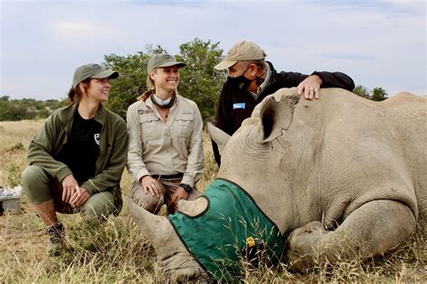Two Rhino Veterinary Procedures Sponsored For Rhino Conservation