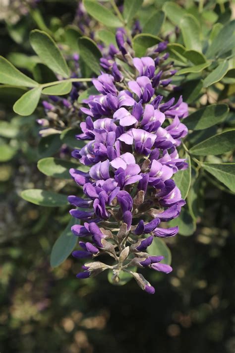 This is not a shrub that usually. texas_mountain_laurel_5Div4928 | (58/365) Texas Mountain ...